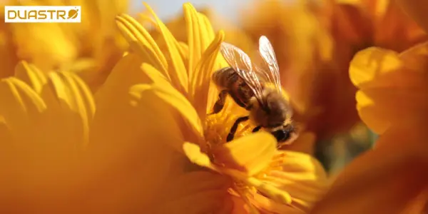 Step on a Bee